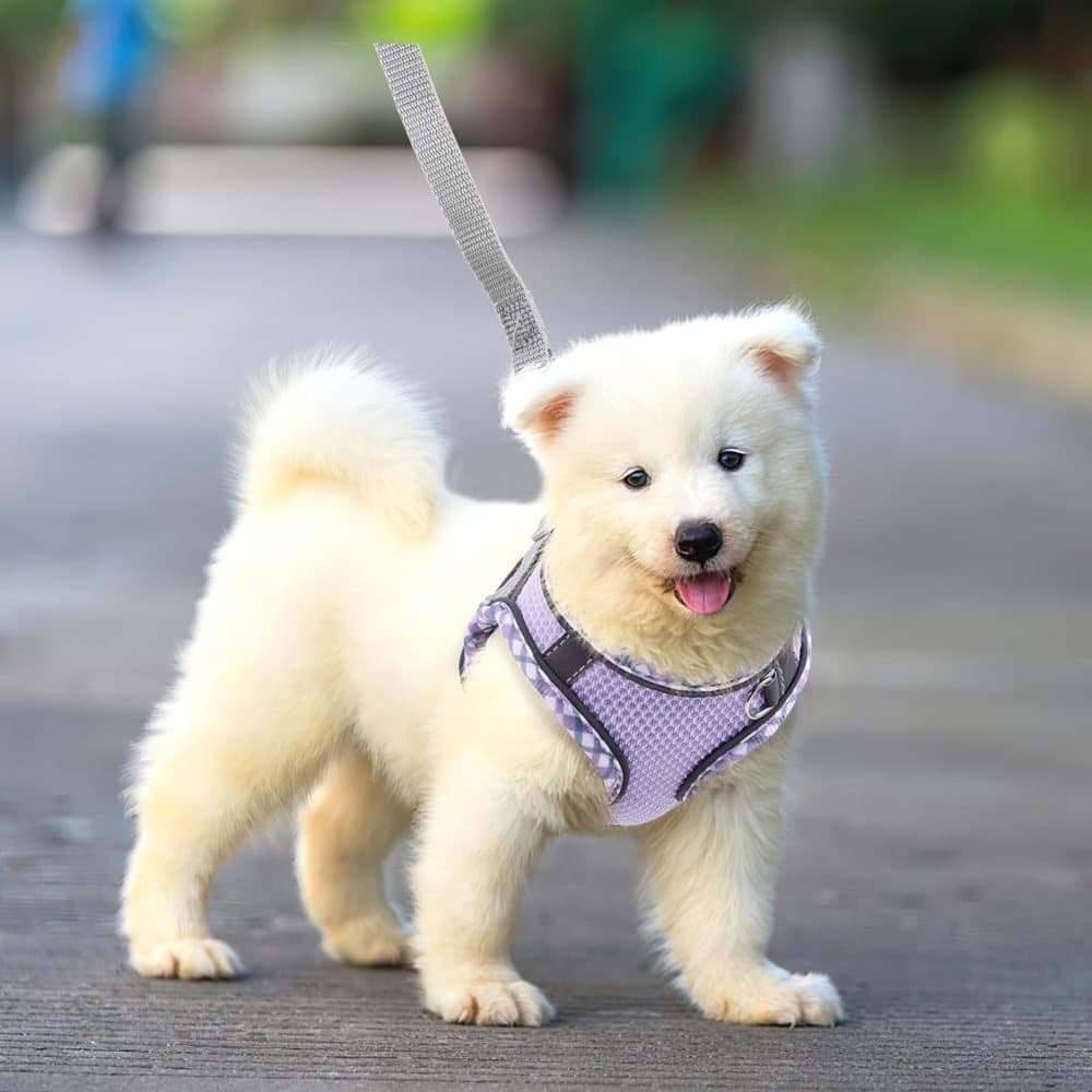 Adjustable Pet Harness with Reflector and Leash for Cats and Dogs, Soft Comfortable Vest Design Anti-Escape, S, Purple