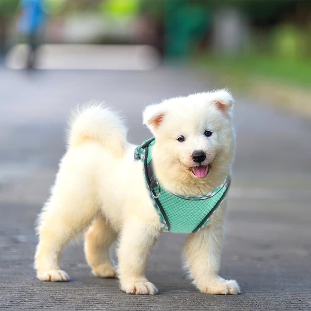 1 Adjustable Pet Harness with Reflector and Leash for Cat and Dog, Soft Comfortable Vest Design Anti-Escape, L, Green