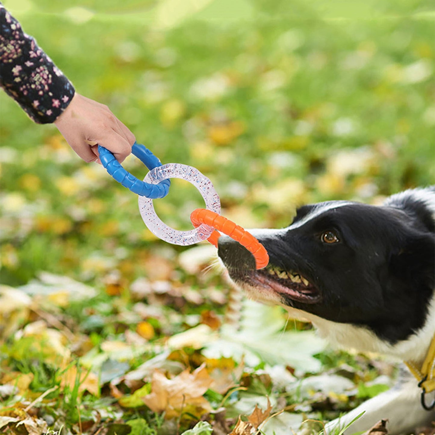 3-Ring Tug Dog Toy, Interactive Tug Pull Toy for Training and Teeth Cleaning, Indestructible Rubber of War Dog Chew Toy for Aggressive Chewers, Outdoor Puppy Ring Toy for Small Medium Large Dogs Orange-blue and purple-yellow