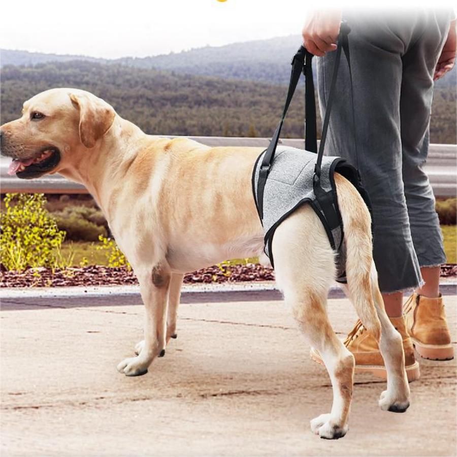 Dog Lift Harness - Adjustable Support for Medium Large Dogs, Comfortable Design with Padded Back Legs for Elderly, Injured, Arthritic, Senior, Disabled Dogs(M)