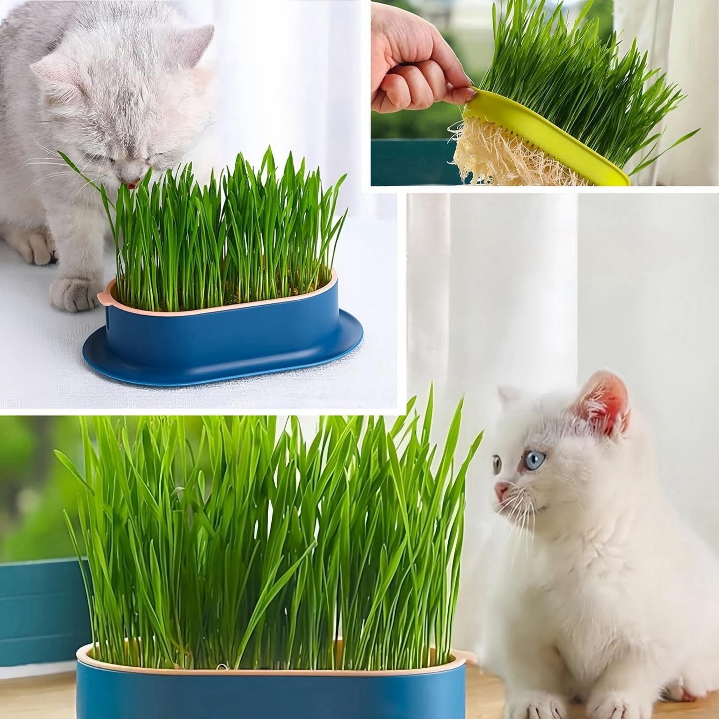 Cat Grass Planter Hydroponic Cat Grass (No Seeds Included) Catnip Wheatgrass Seed Sprout Tray Nursery Plant Plng Box for IndoorSoill