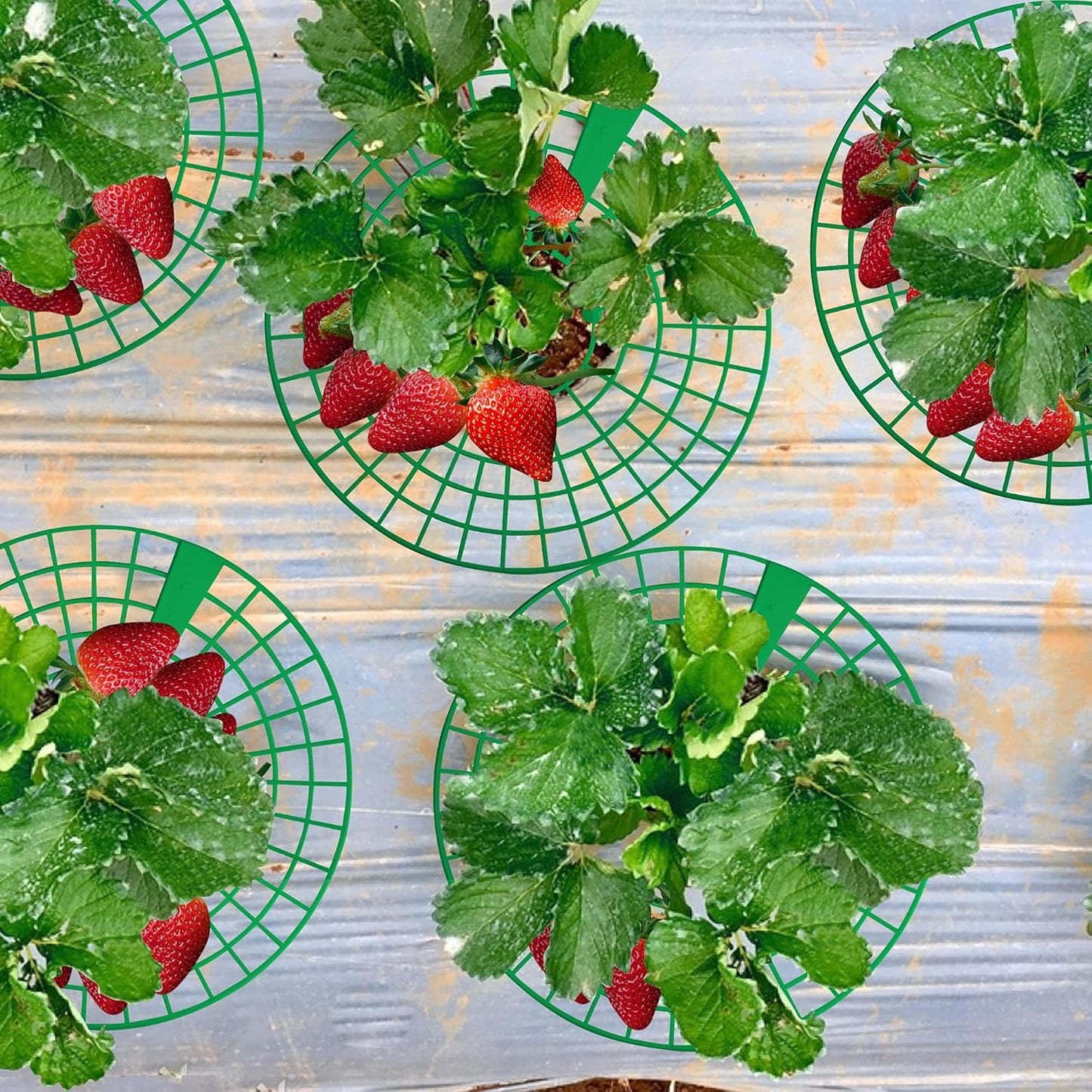 10 Pack Strawberry Plant Supports, Strawberry Plant Stand with 3 Sturdy Legs, Strawberry Growing Racks, Strawberry Growing Frame, Protecting Strawberry Plants from Mold, Rot and Dirt, Green