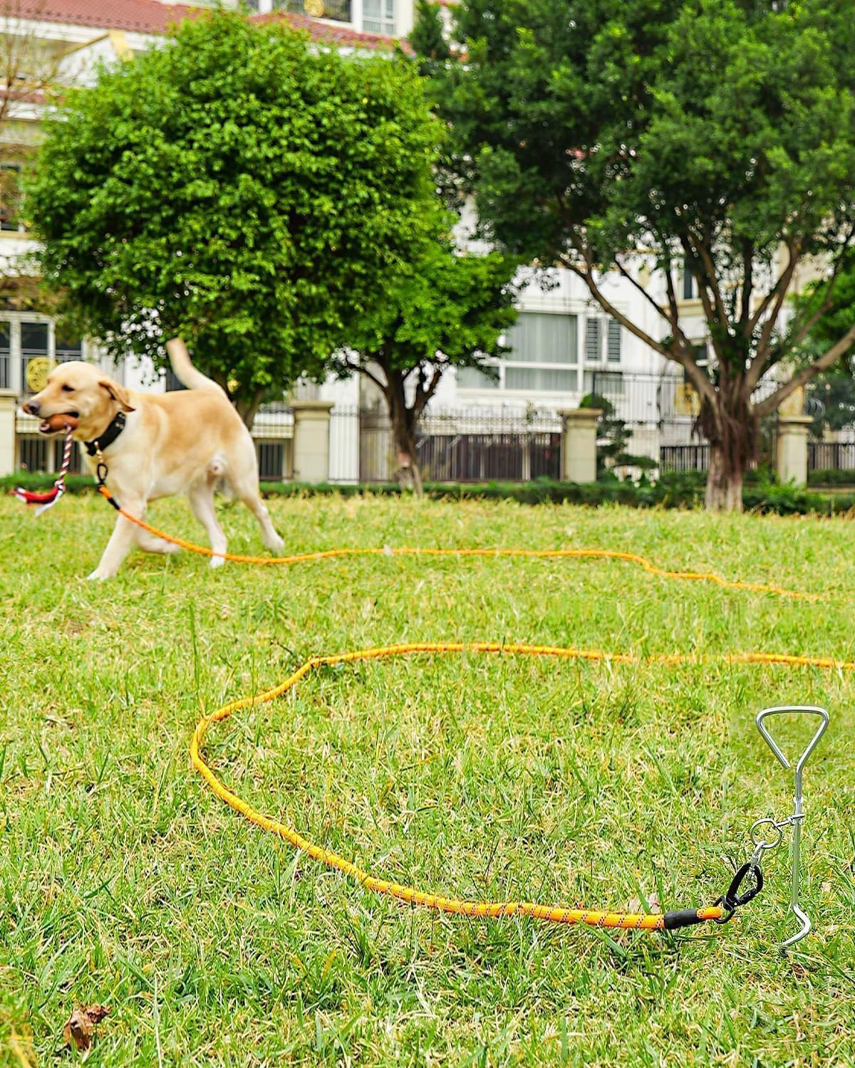 Long Leash for Dog with Removable Padded Handle, Heavy Duty Lead Large Medium Dogs, Reflective Training Play, Camping, Backyard Tie Out, Orange, 30FT Orange