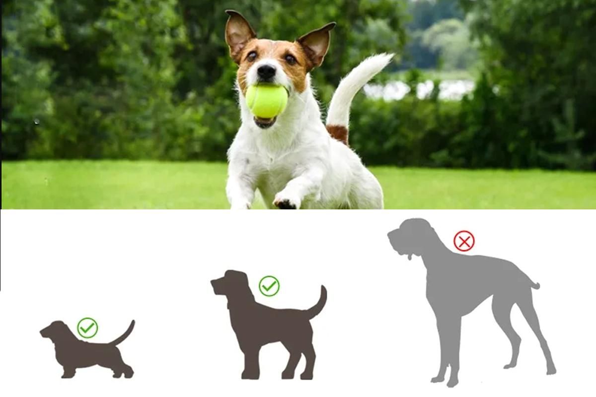 Dog Ball Launcher Thrower Automatic Tennis Fetch Throwing Machine with 3 Balls -Light Green