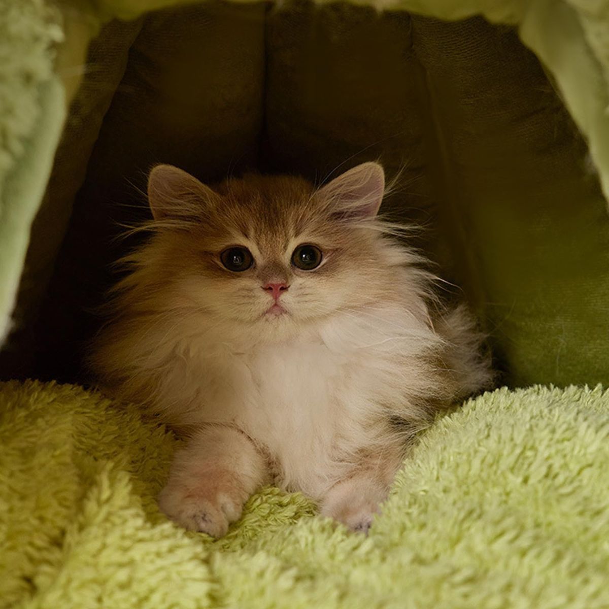 Winter Warm Cats Bed Cartoon Theme Design Highly Density Removable Cover Shelter House Rest Bed for Small Breeds Winter Warm Cats House - Green - Size 60cm*45cm