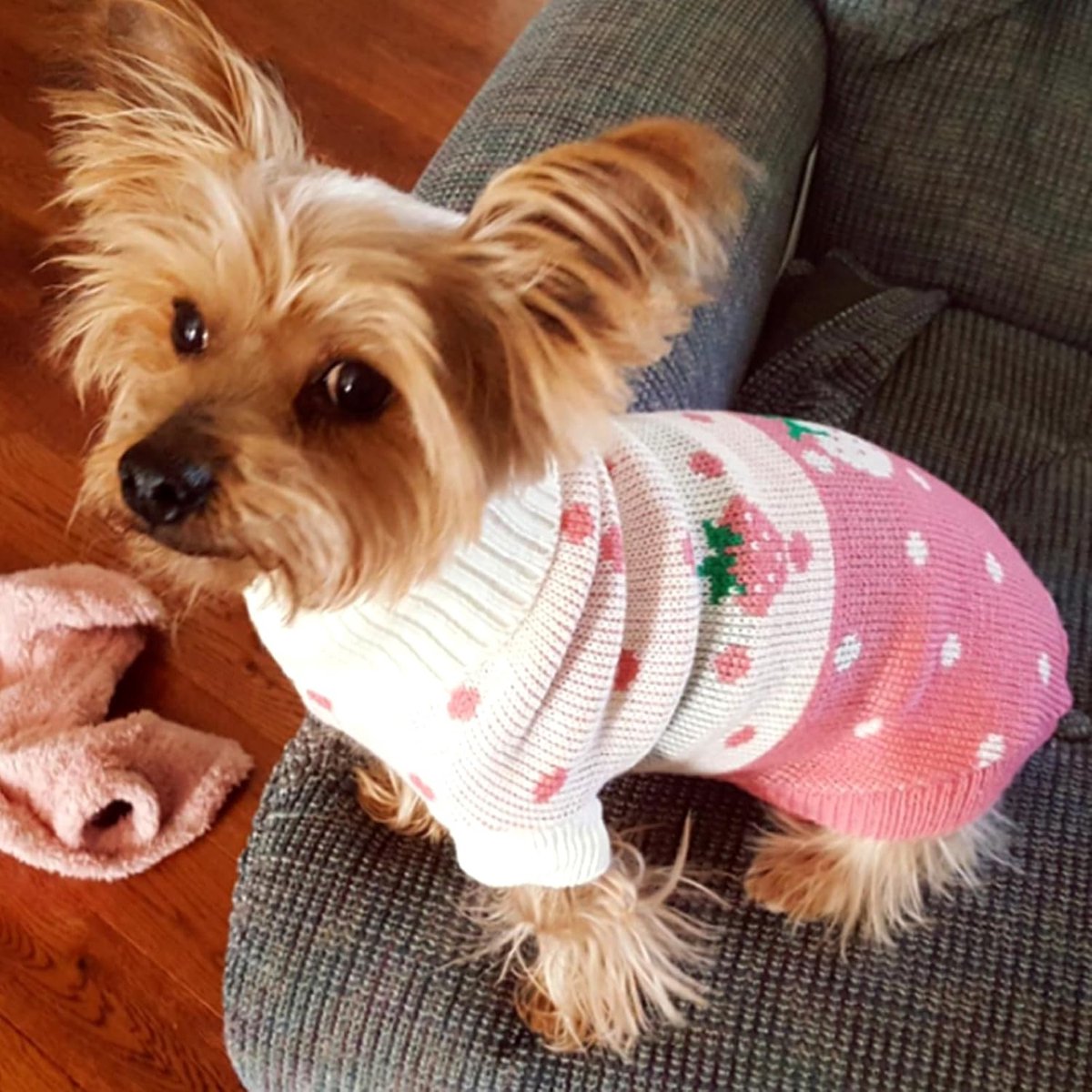 Dog Coat - Dog Sweater - Classic Turtleneck Knit Dog Sweater - Warm Winter Dog Clothes - Cute Strawberry Heart Pattern - Perfect for Small and Medium Dogs - Pink - Size XXL
