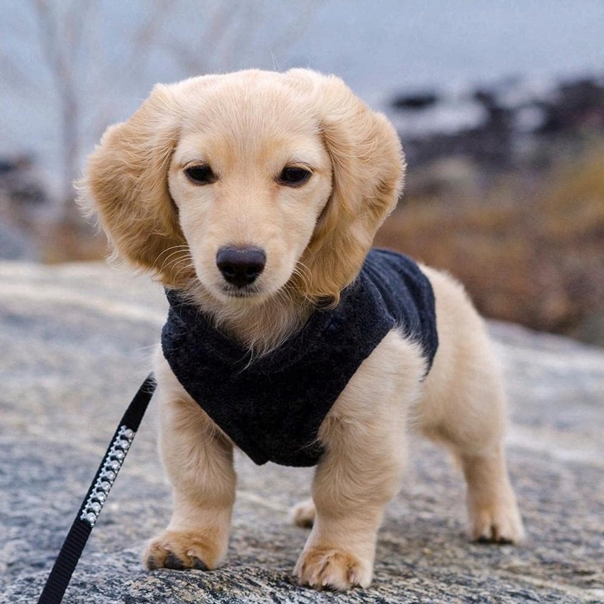 Dog coat - Fleece dog vest - Winter dog coat - Warm dog coat - Fleece dog sweater - Leash with O-ring - Perfect for small and medium dogs - Black - Size S