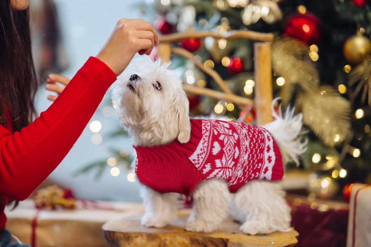 Dog Sweater - Christmas Dog Sweaters - Sleeveless Dog Sweaters - Dog Coat - Warm Autumn and Winter Puppy Sweater - Ugly Sweater - Perfect for Small Dogs - Dog - Medium - New Year's Holidays - S