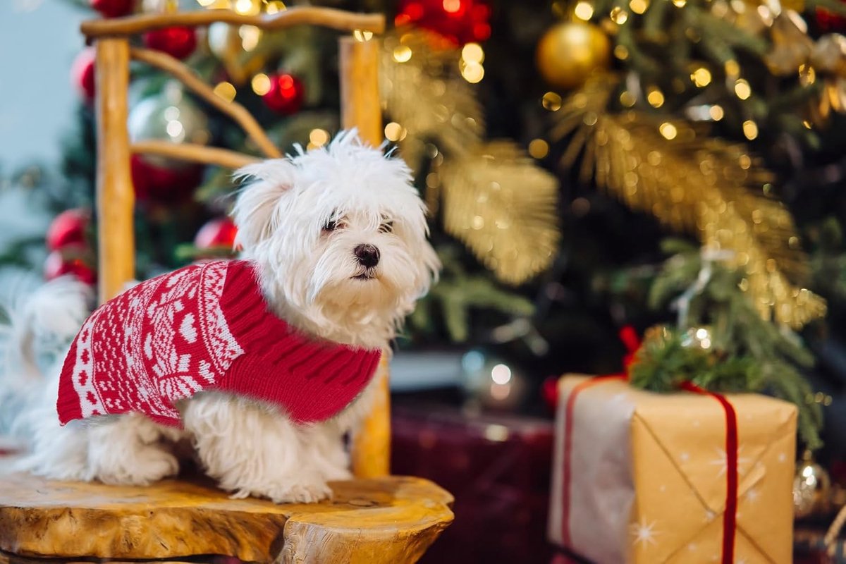 Dog sweater - Christmas sweaters for dogs - Sleeveless dog sweaters - Dog coat - Warm sweater for puppies in autumn and winter - Ugly sweater - Perfect for small dogs - Dog - Medium - New Year's holidays