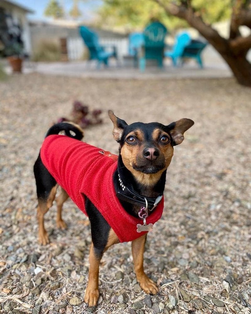 Dog Coat - Fleece Vest - Dog Sweater - Winter Dog Coat - Warm Dog Coat - Fleece Dog Sweater - Leash with O-ring - Perfect for small and medium dogs - Red - Size L