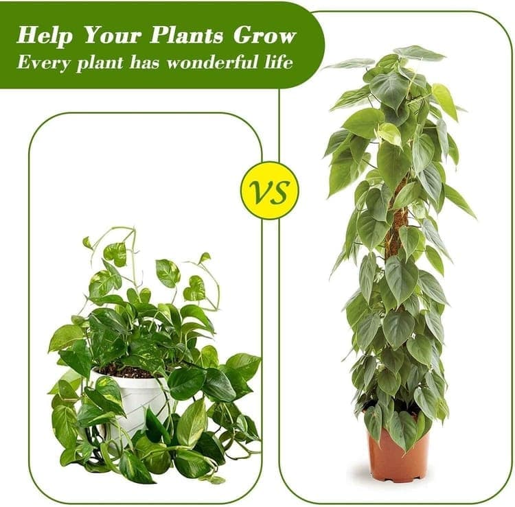 4 Bendable Moss Stakes for Climbing Plants, 100cm, Plant Support for Ivy and Monstera (4mm)