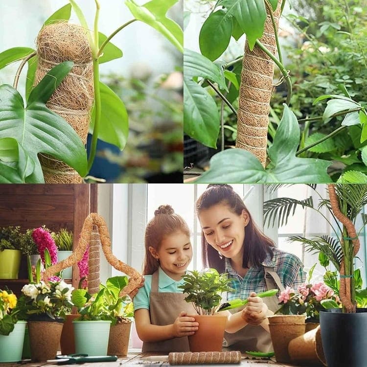 4 Bendable Moss Stakes for Climbing Plants, 100cm, Plant Support for Ivy and Monstera (4mm)