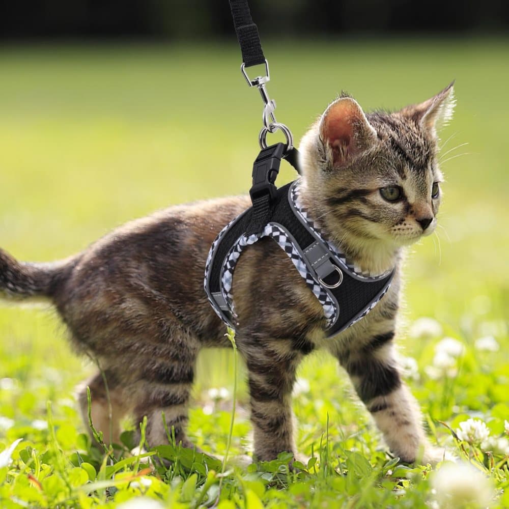 Adjustable Dog and Cat Harness with Leash, Reflective Soft Secure Fit, XXS, Light Blue