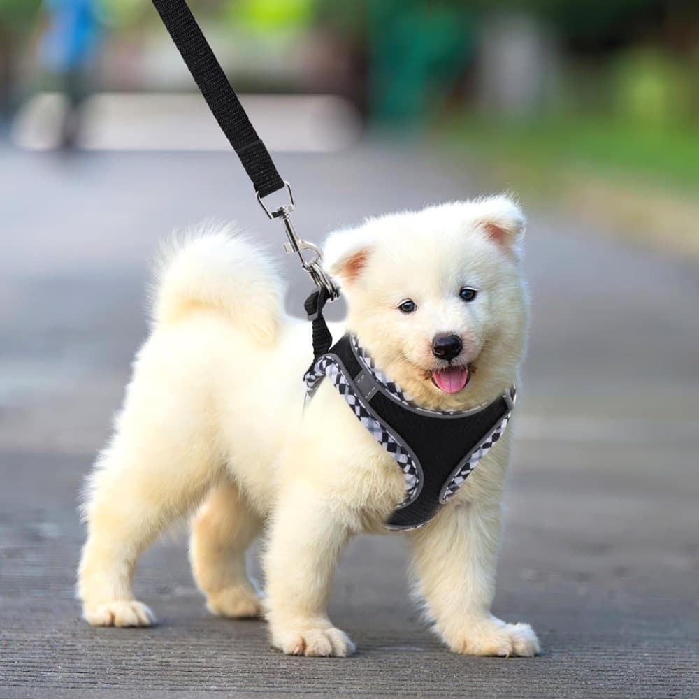 Adjustable Dog and Cat Harness with Leash, Reflective Soft Secure Fit, XXS
