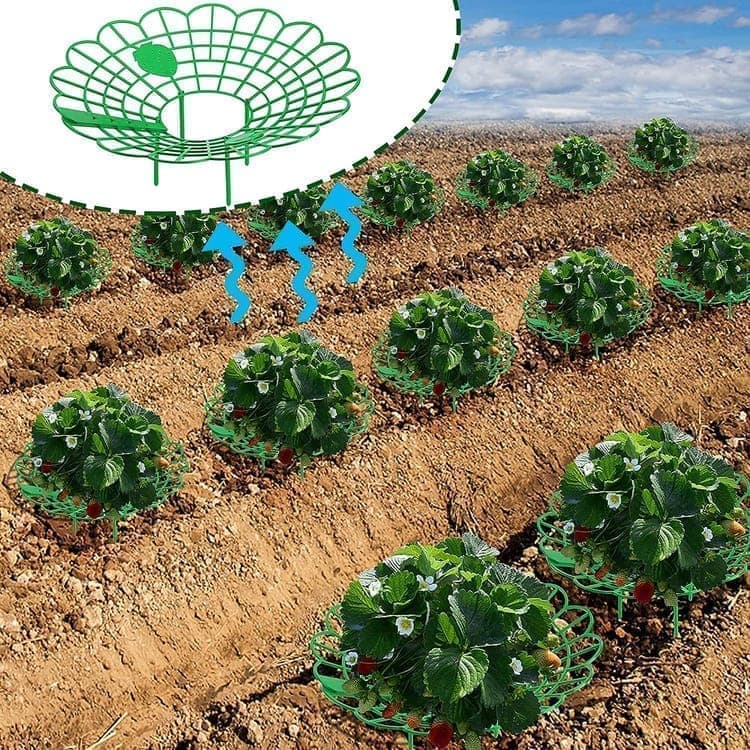 10-Pack Strawberry Holder Plant Support for Strawberries and Vegetables, 10.2 Inches