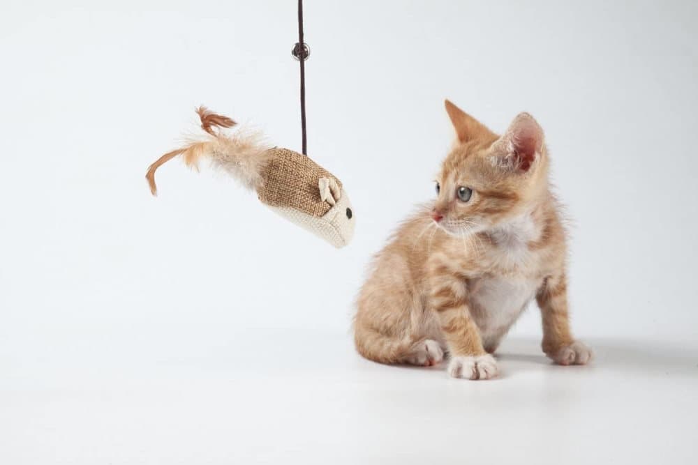 4 pcs Interactive Cat Toy with Bell and Teaser, for Playful Cats