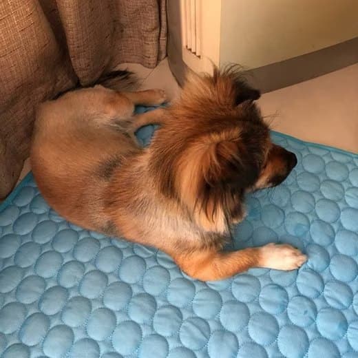 50×40cm Cooling Mat for Dogs and Cats, Breathable, Multiple Colors Available, Blue