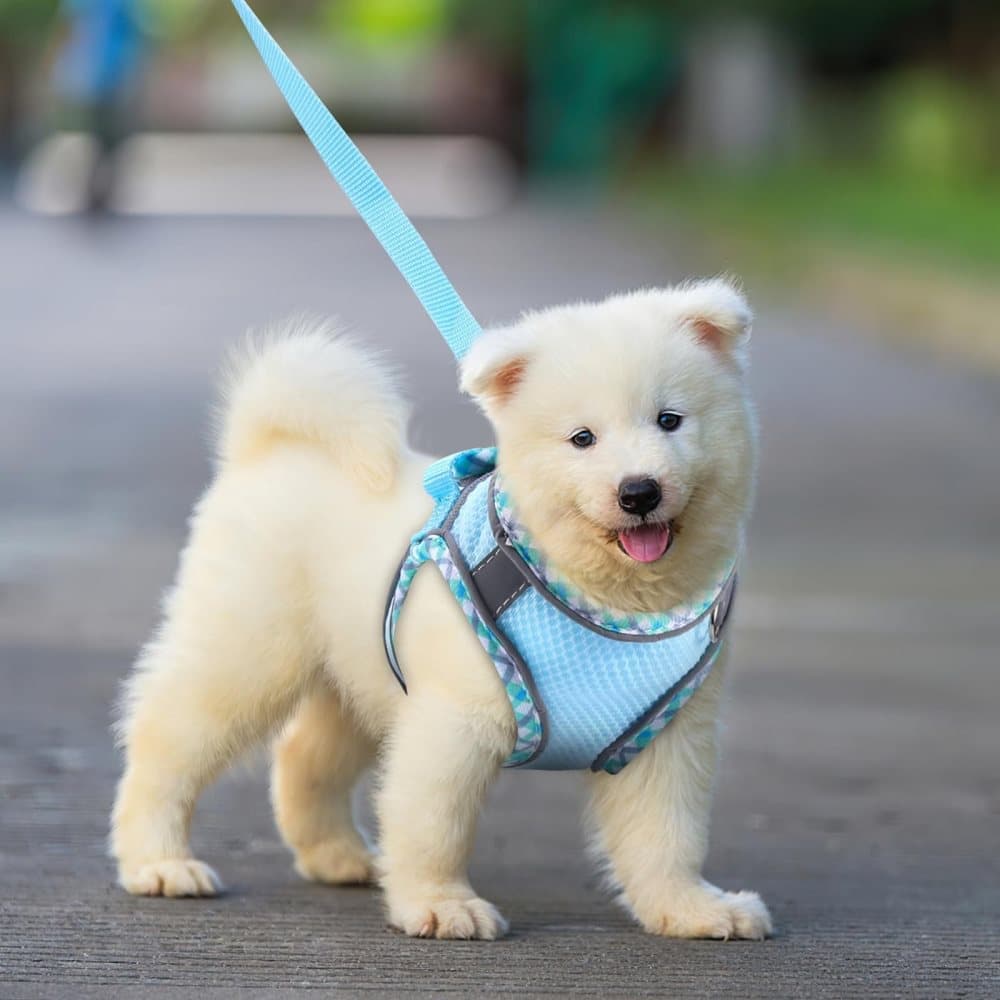 1 Adjustable Pet Harness with Reflector and Leash for Cat and Dog, Soft Comfortable Vest Anti-Escape, XXS, Light Blue