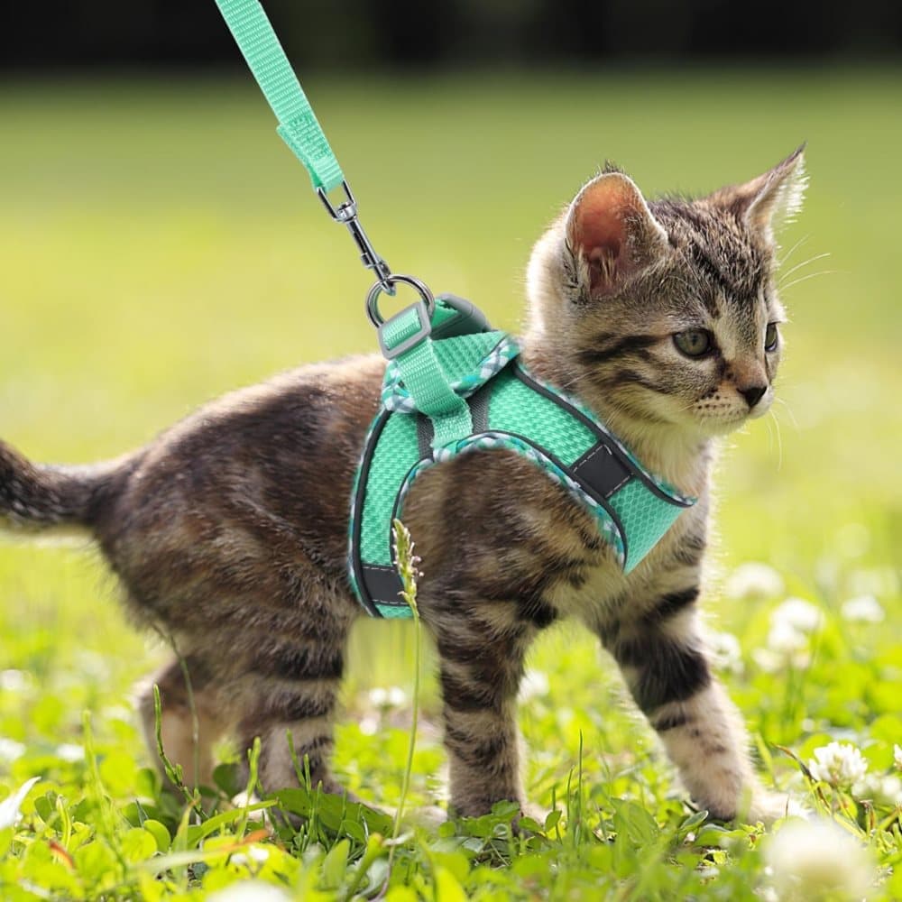 Adjustable Pet Harness with Reflector and Leash for Cats and Dogs, Soft Comfortable Vest Design Anti-Escape, XXS, Green