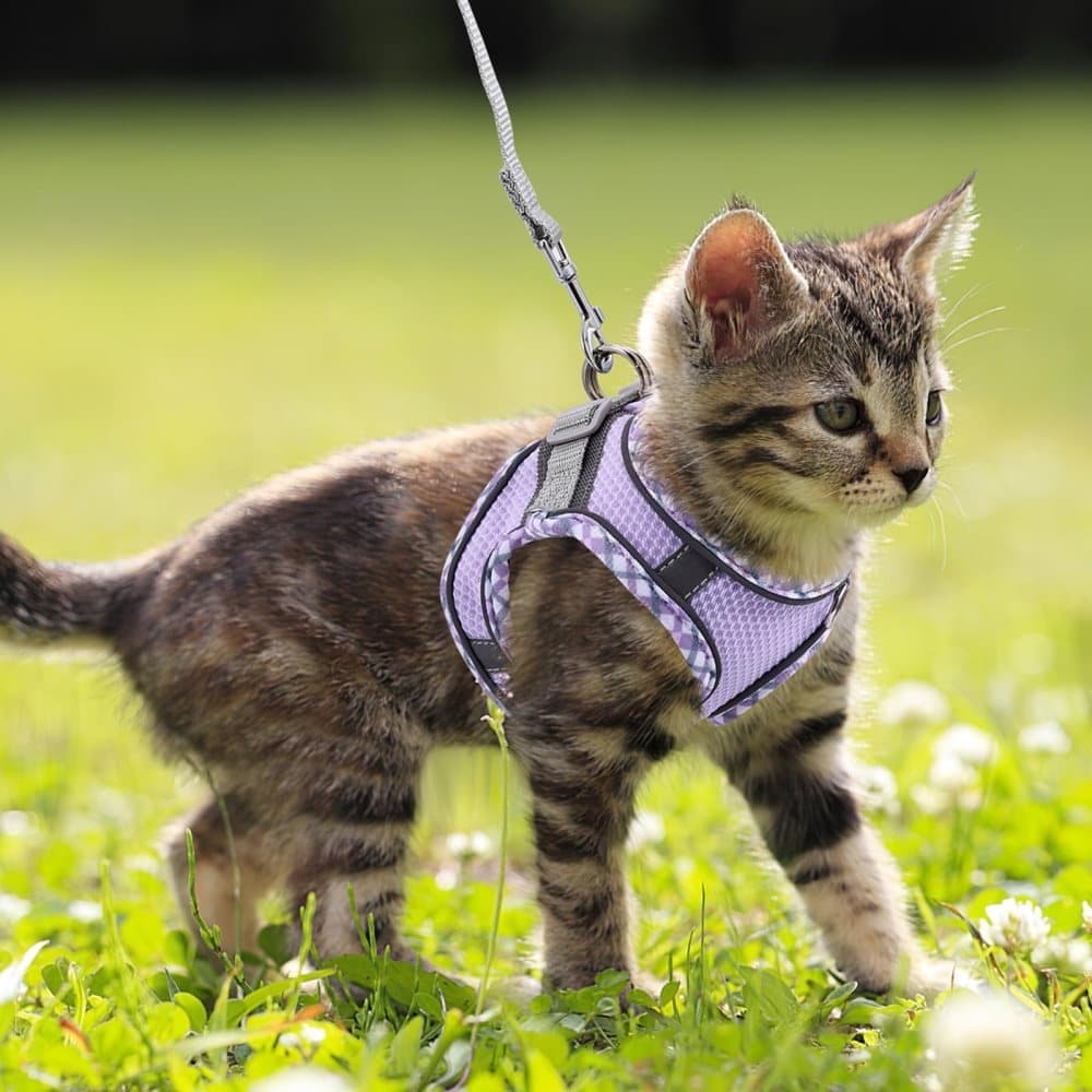 Adjustable Pet Harness with Reflector and Leash for Cats and Dogs, Soft Comfortable Vest Design Anti-Escape, S, Purple