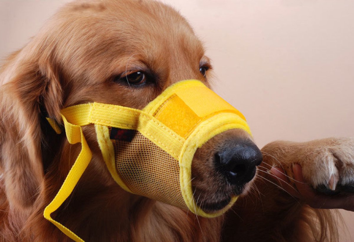 Muzzle for dogs - Soft, breathable - Small dogs, size L yellow