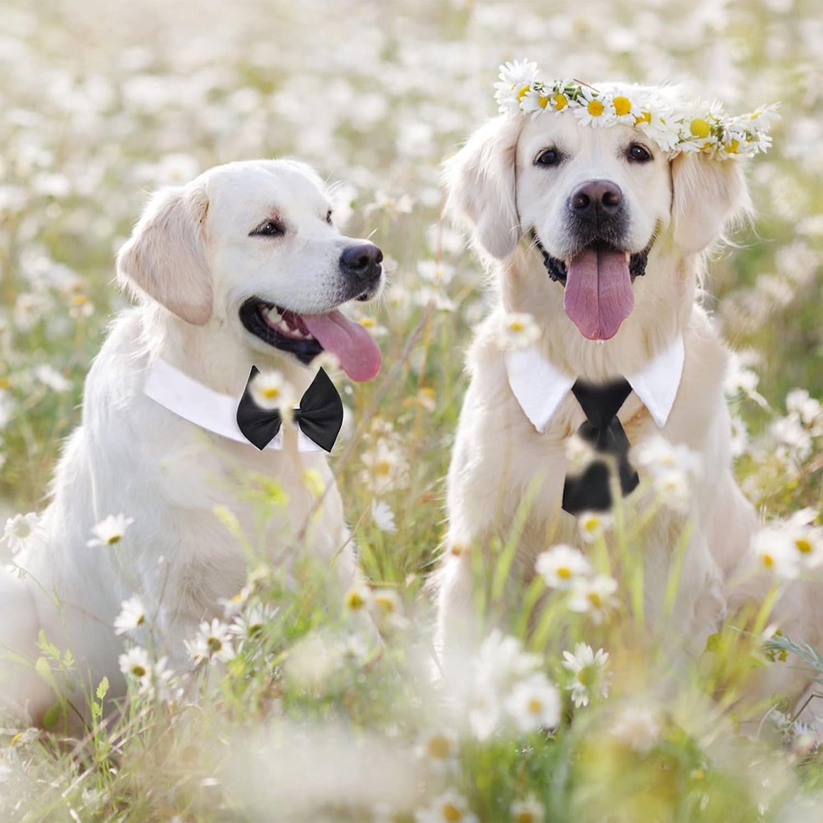 - Animal Costume Set - Luxury Tie and Bow Tie for Animals - Suitable for Dachshunds to Border Collies - Adjustable - Tie for Dog - Cat Clothing - Bow Tie for Dog - Dog Bow Tie - Dog Toy - Christmas Dog Bow Tie - Christmas Rug - Gift