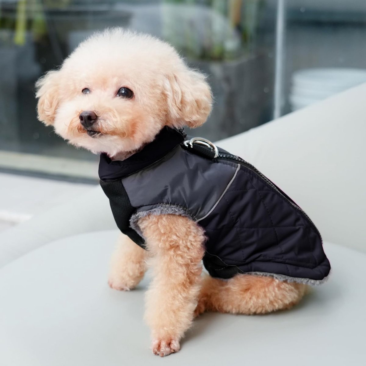 Dog Coat - Dog Raincoat - Dog Sweater - Warm Dog Windproof Coat - Waterproof Dog Winter Coat - Lined Dog Coat with Zipper - Size XS - Extra Warm - Coat - Pet Clothing - Black - Suitable for Dogs Indoors and Outdoors Camping Walking