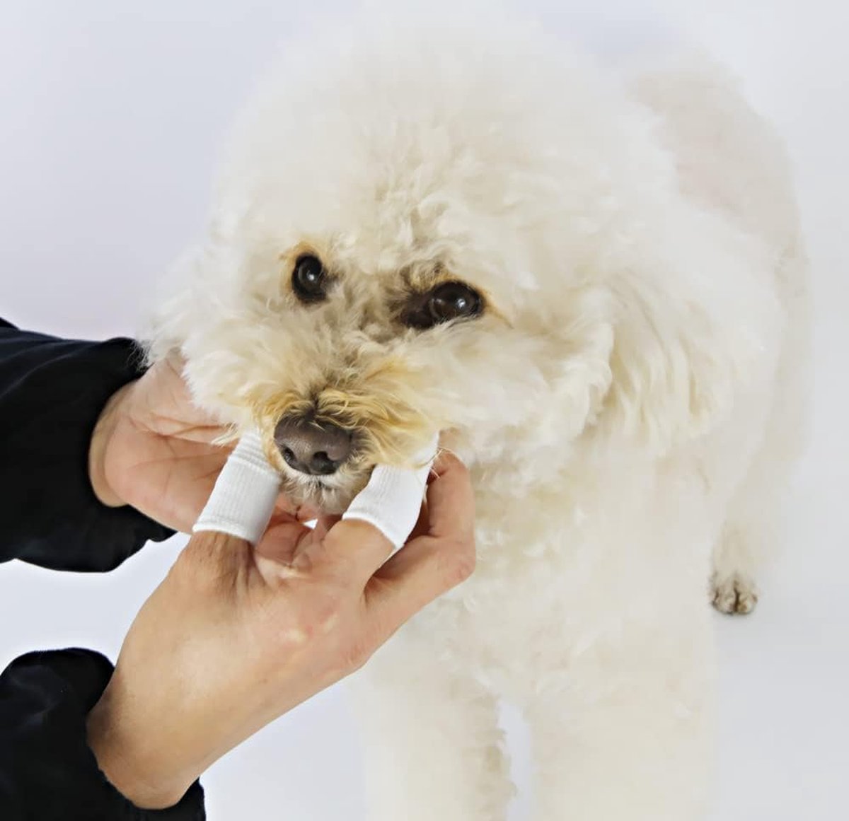 Dog Toothbrush - 10 Pieces - Reusable Finger Toothbrush - Animal Toothbrush - Dog Care - Dogs