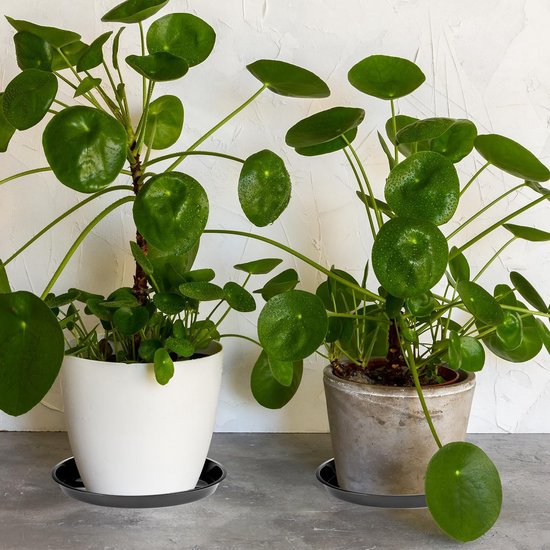 Plant bowls - 6 pieces - Round plant bowls - For flower pots, garden bowls and planters - Black