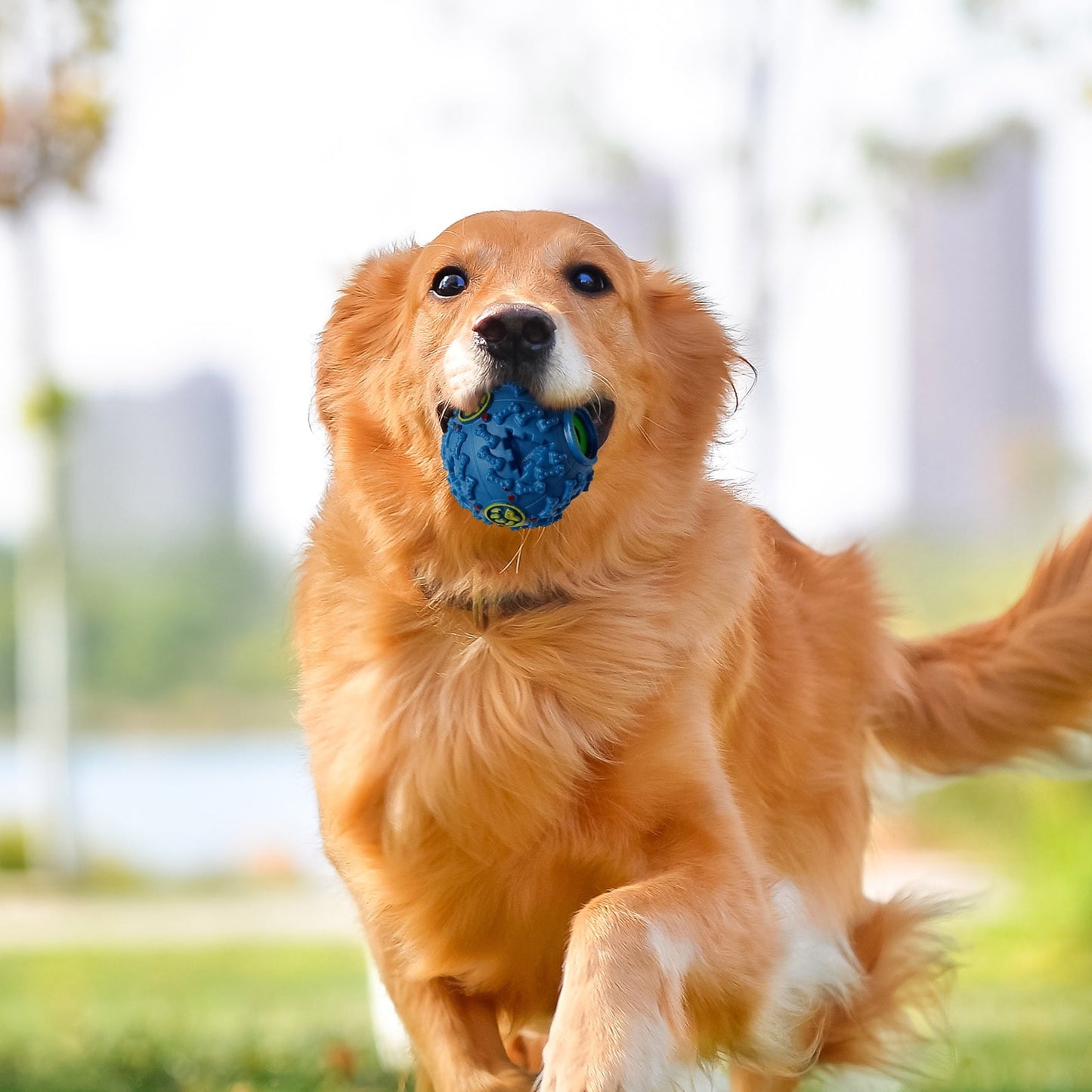 Pawcia Giggle Sound Ball, Pawcia Giggle Sound Dog Ball, Pawcia Ball, Pawcia Dog Ball, Pawcia Giggle Dog Ball, Pawcia Giggle Sound Dog Ball B