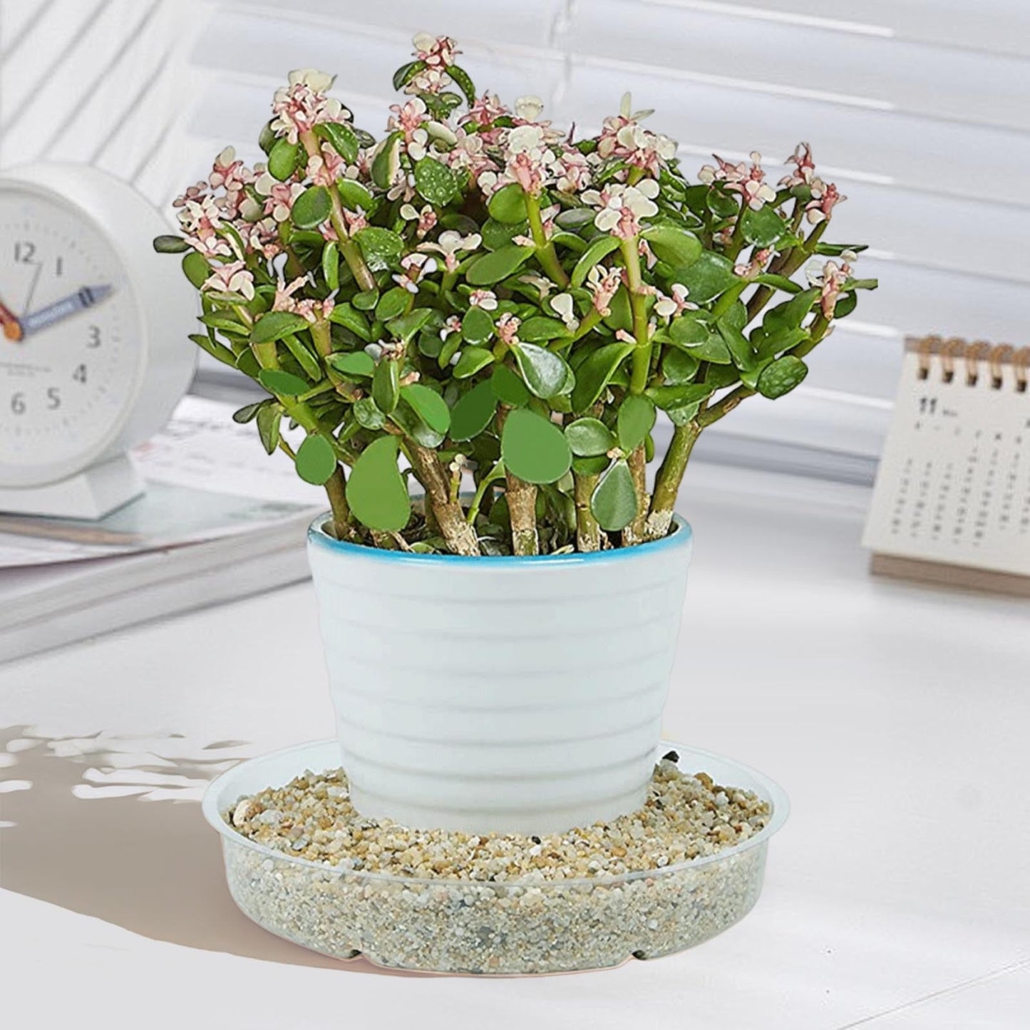 Darzheoy 5 Pack Clear Plastic Plant Saucers Drip Trays Plant Plate Dish for Indoor Planters Flower Pots, 10 inch B