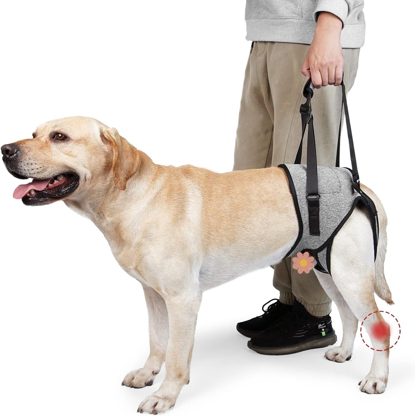 Dog Lift Harness - Adjustable Support for Medium Large Dogs, Comfortable Design with Padded Back Legs for Elderly, Injured, Arthritic, Senior, Disabled Dogs（M）