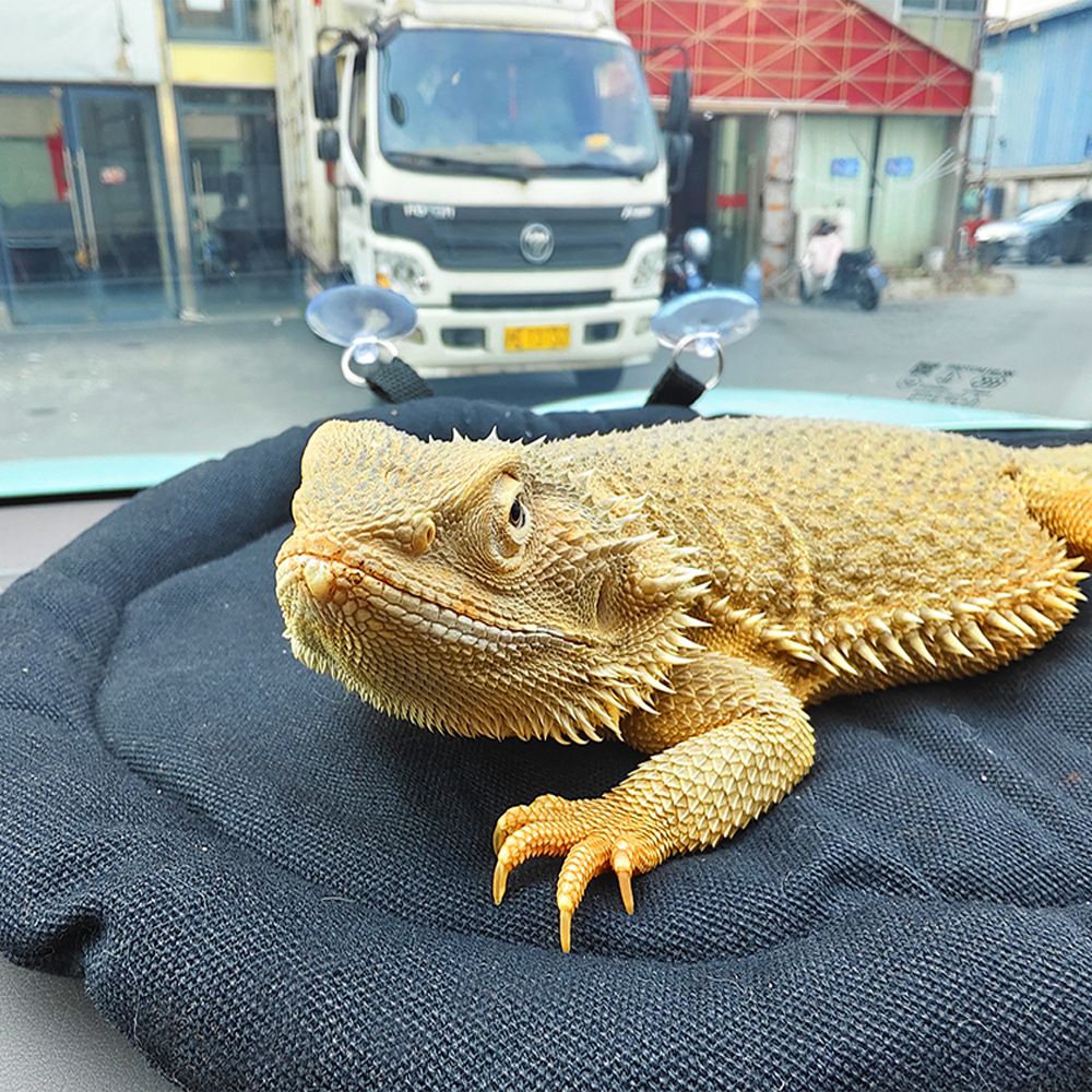 Bearded Dragon Bed Soft Mat with Suction Cup Bearded Dragon Sleep Cushion Washable for Travel Reptile Tank Accessories Small Animal Carrier for Lizard Leopard Gecko (Black)