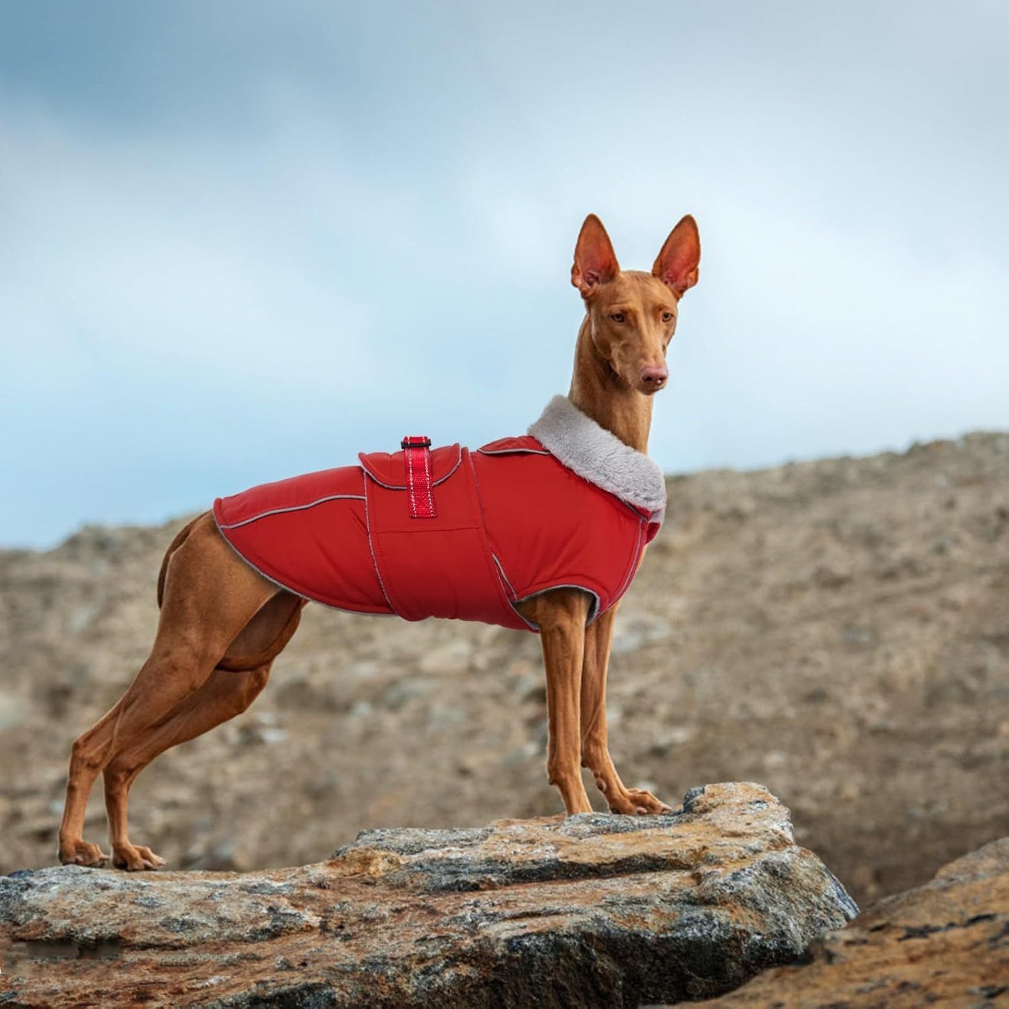 Warm Dog Coat Waterproof Dog Jacket Reflective Vest with Adjustable Buckle Hook & Loop, Windproof Winter Jacket Dogs Coats for Small Medium Large Dogs, Red,L
