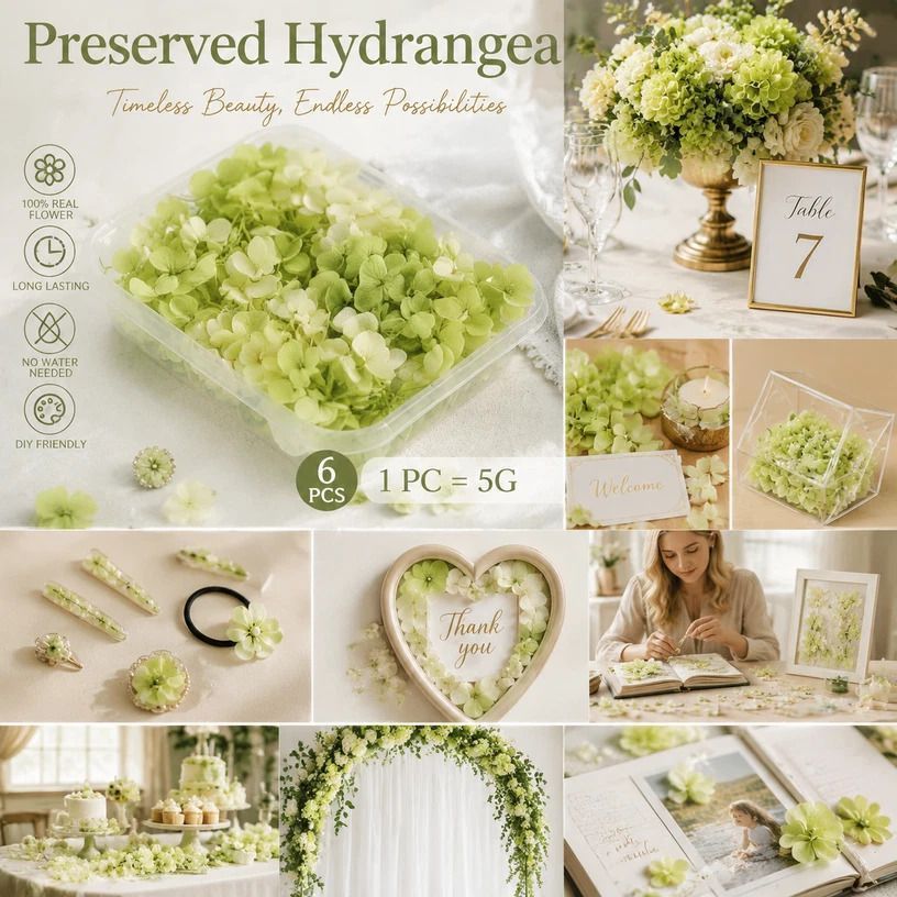 Pale Green Champagne Preserved Hydrangea Gradient DIY Supply Bundle 6 Pack