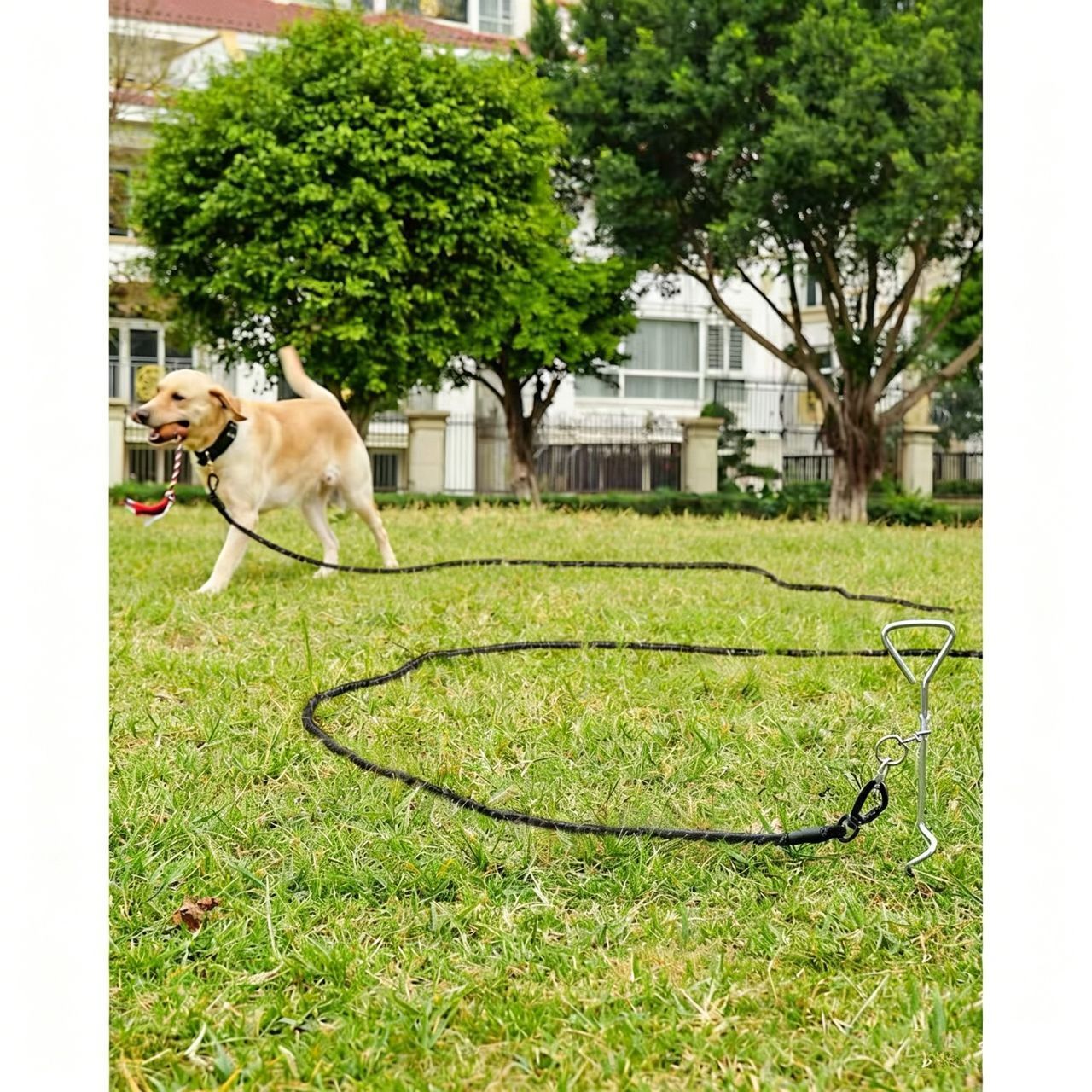 Large Dog Leash Sky Blue 02