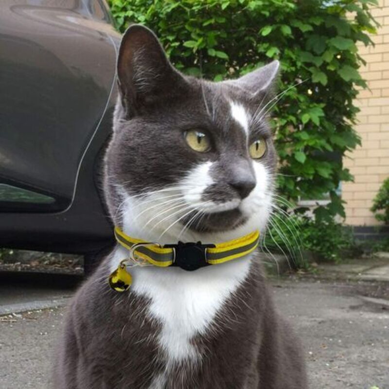 6X Adjustable Reflective Collars for Cats and Puppies with Bell and Safety Buckle, Cute Multicolor Pet Accessories