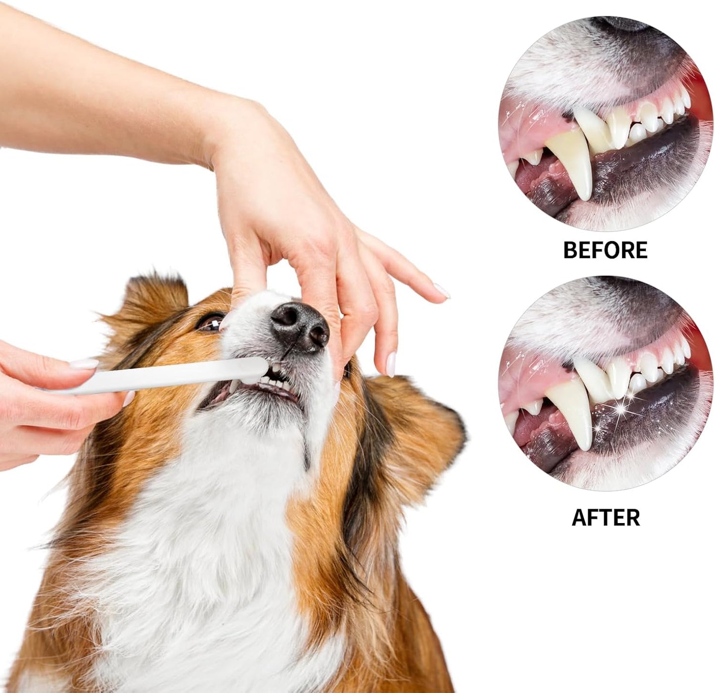 Petluno Small Dog & Cat Toothbrush 5 Set, Micro Nano Bristles to Clean pet Teeth Toothbrushes, Puppy Dogs Pet Tooth Cleaning Kit with Storage Box（White