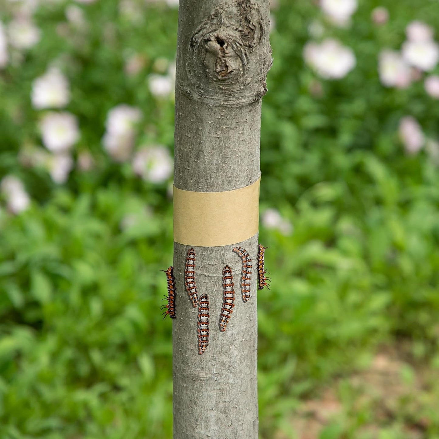 165 Ft x 2 Inch Tree Insect Barrier Tape, Cicada Tree Wrap Protection Tape, Adhesive Crawling Insect Tree Tape for Protecting Fruit Trees Plants Outdoor Lawn Garden
