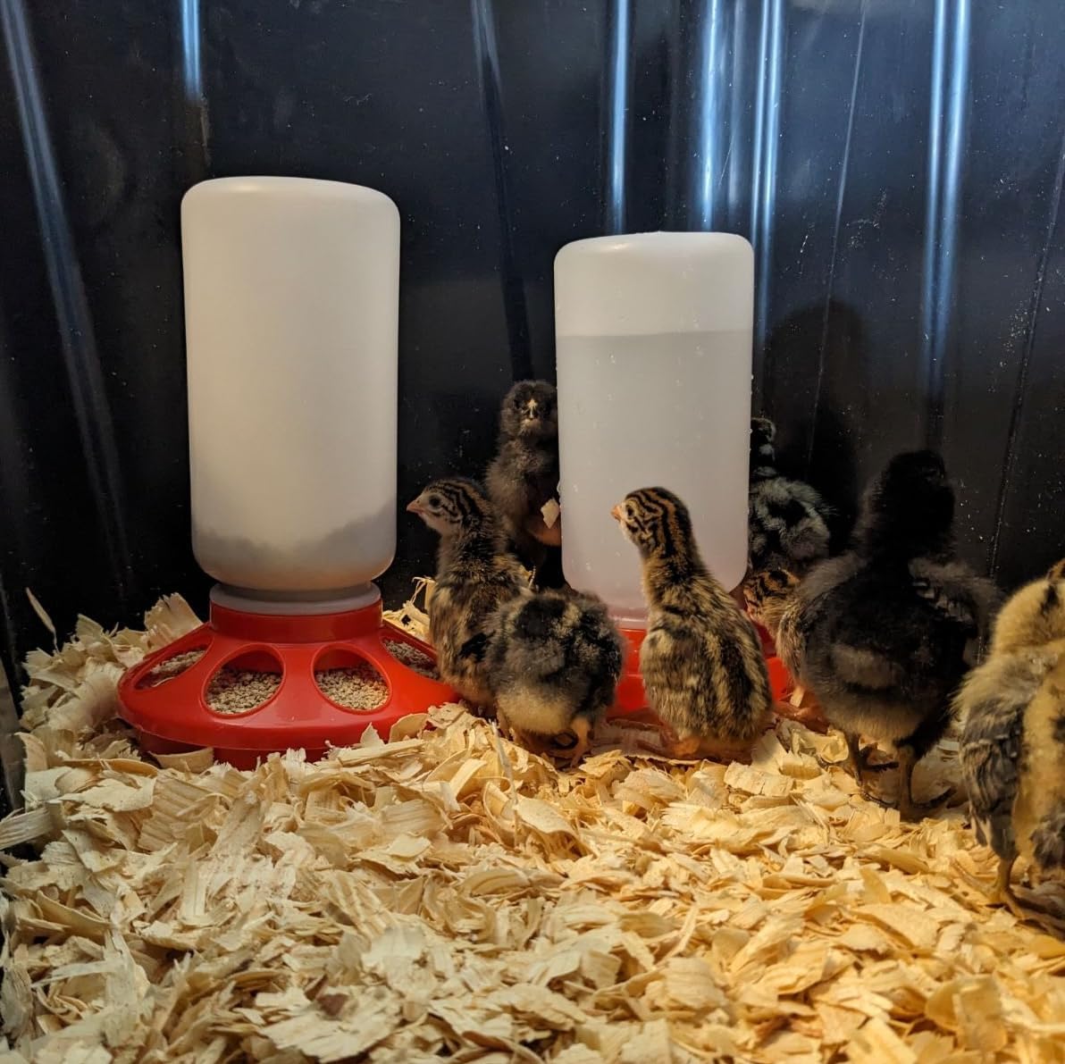 1L Durable Poultry Water Container for Chickens Ducks Turkeys Quail - Reusable Drinker Feeder