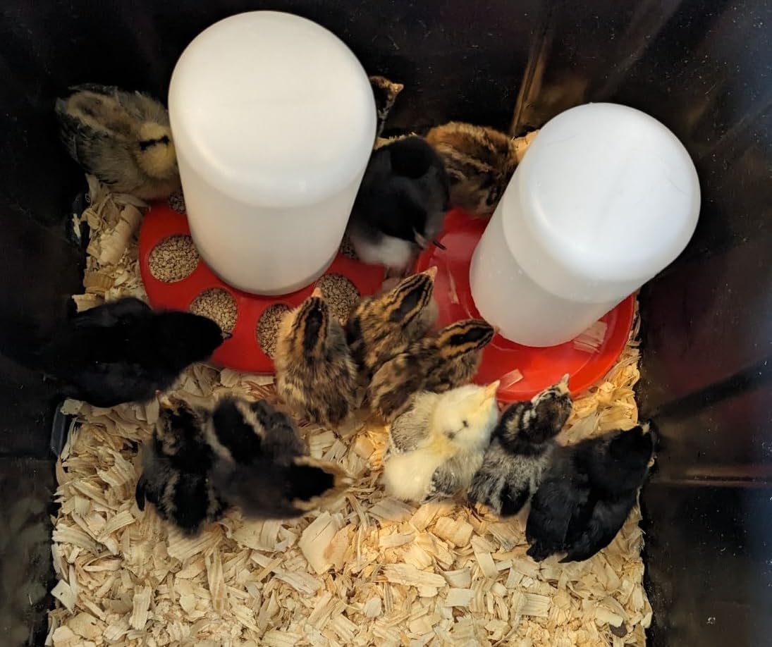 1L Durable Poultry Water Container for Chickens Ducks Turkeys Quail - Reusable Drinker Feeder