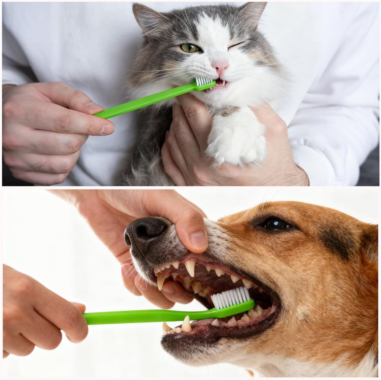 Dog Toothbrush Set of 8 - Dual Headed, Dental Hygiene Convenient Soft Toothbrush to Clean pet Teeth, Dog Tooth Brushes for Small to Large Dogs, Cats, and Most Pets, Teeth Brush in Bulk