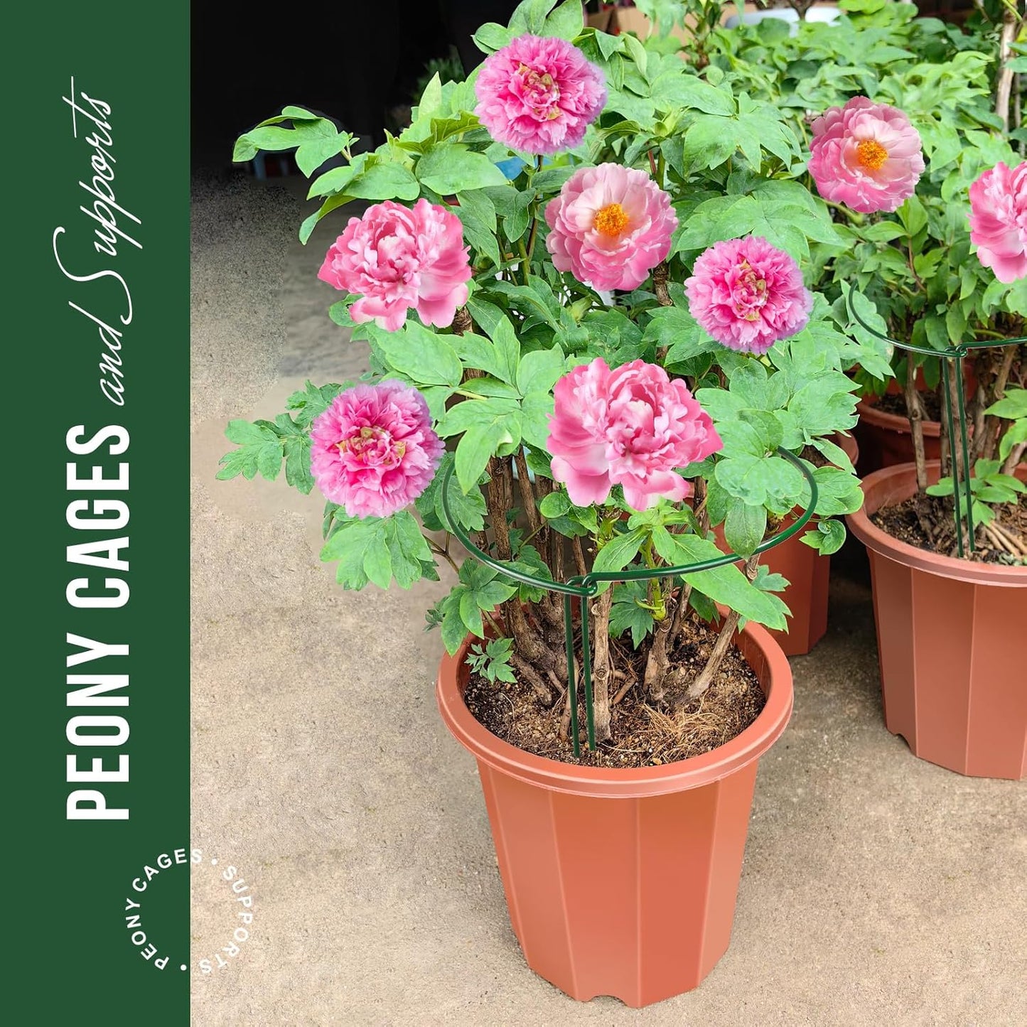6 Pack Plant Support Plant Stakes, Metal Peony Support, Garden Plant Supports, Plant Cage, Plant Support Ring, Plant Support Stakes for Peony, Tomato, Hydrangea, Indoor Plants, 9.8 W x 15.7 H