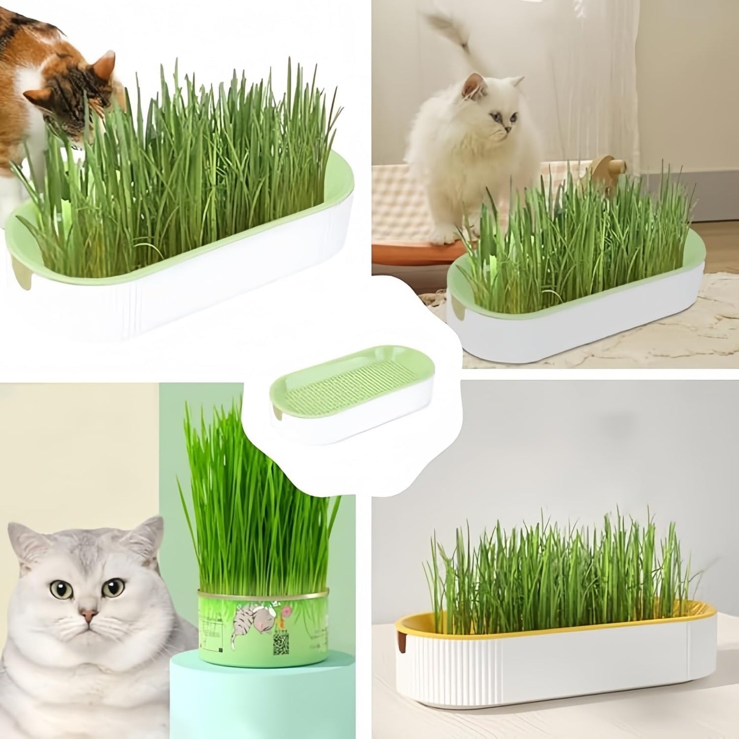 Cat Grass Planter Hydroponic Cat Grass (No Seeds Included) Catnip Wheatgrass Seed Sprout Tray Nursery Plant Plng Box for IndoorSoill