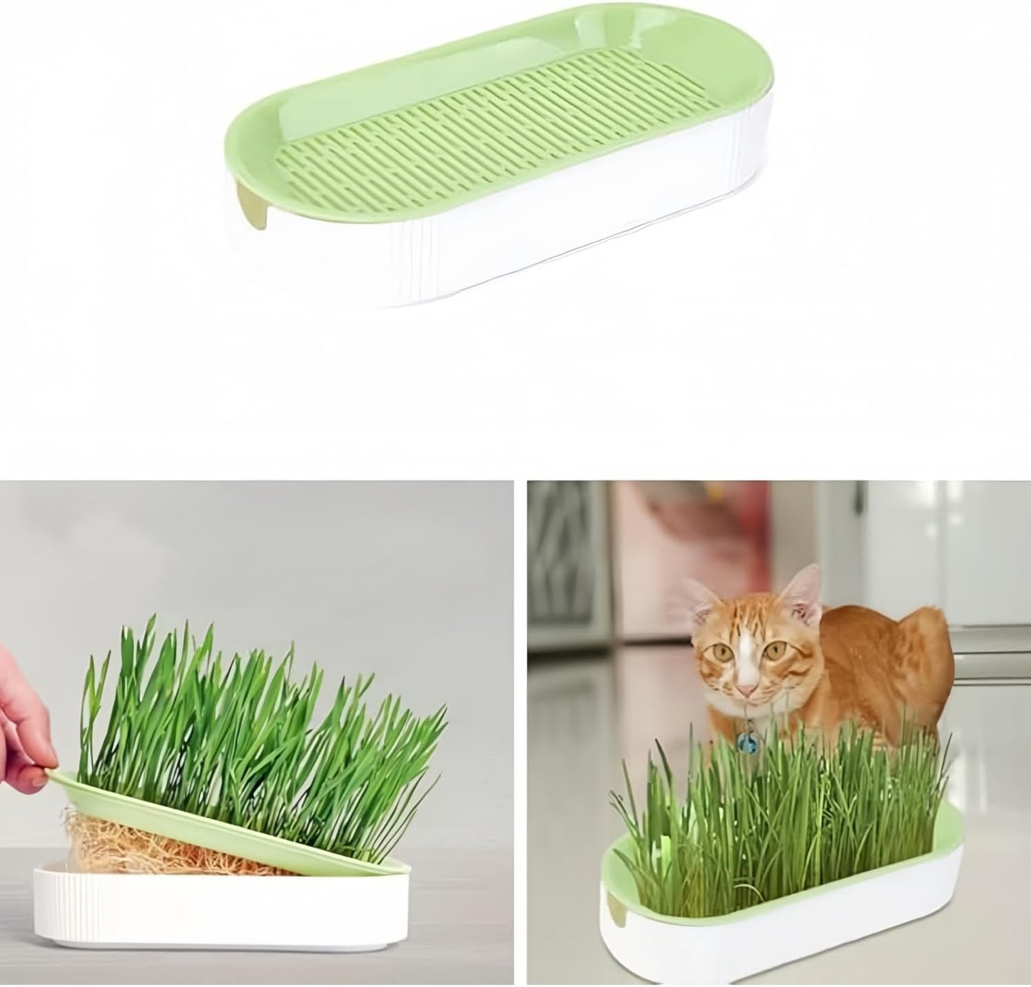 Cat Grass Planter Hydroponic Cat Grass (No Seeds Included) Catnip Wheatgrass Seed Sprout Tray Nursery Plant Plng Box for IndoorSoill