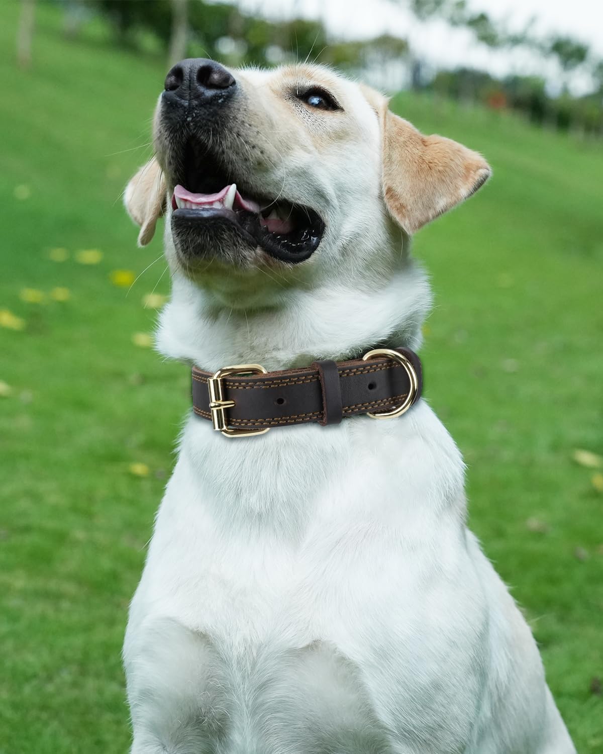 Genuine Leather Dog Collar for Large Dogs, Heavy Duty Thick Solid Power Breeds, Sturdy Adjustable Pet with Metal Pin Buckle, Durable Daily Walking, Brown, L Brown