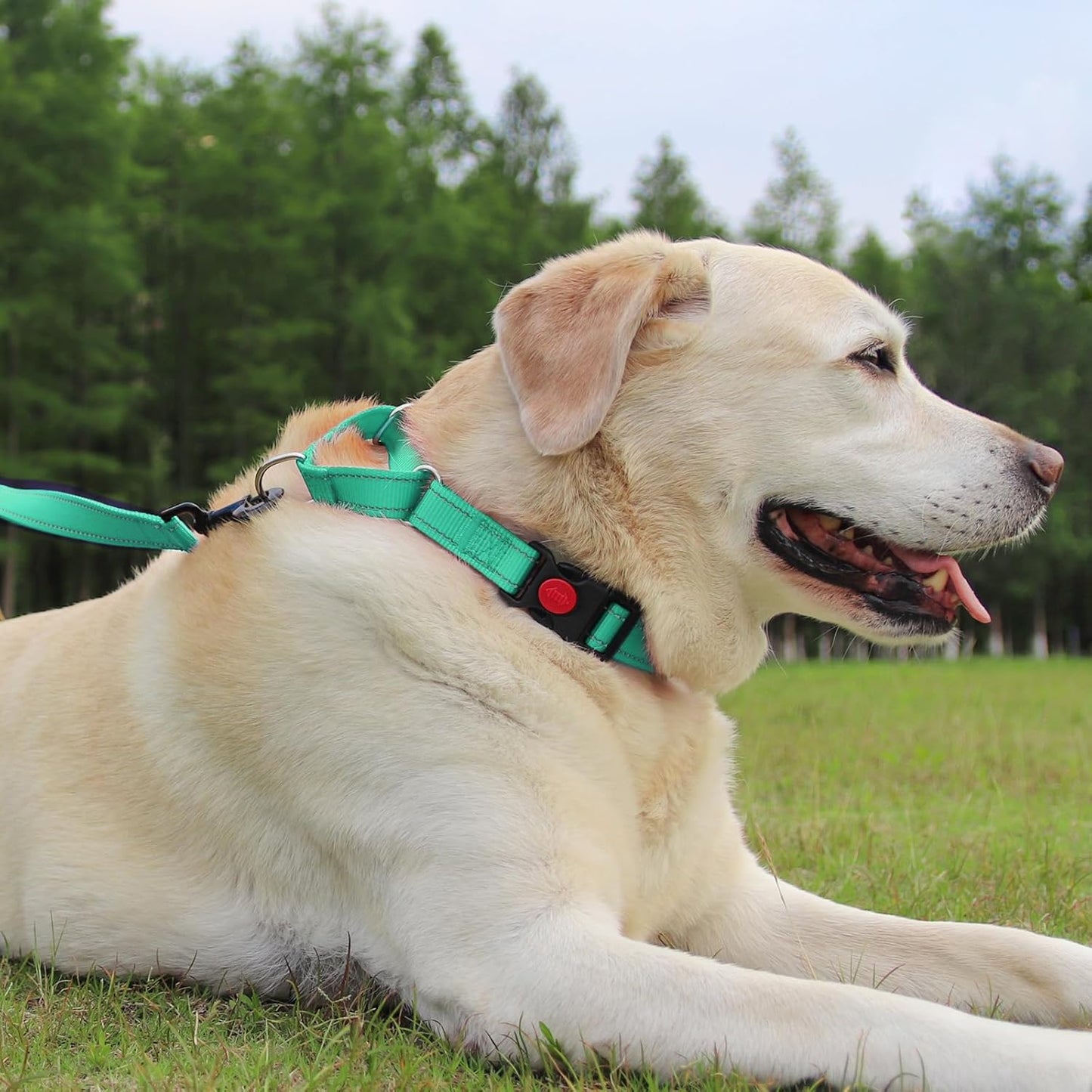 Martingale Dog Collar(12.5-16''), 6FT Double Handle Leash for Training, Teal -