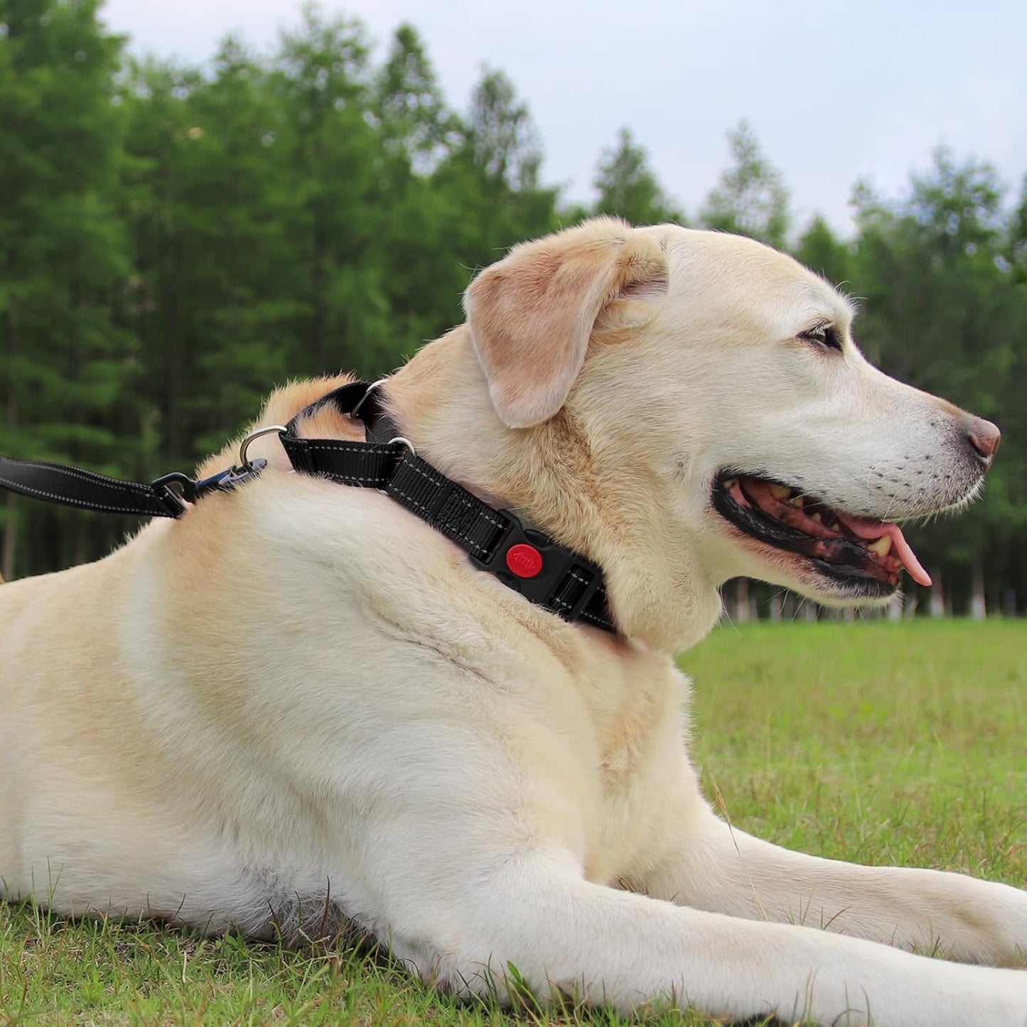 Martingale Dog Collar(12.5-16''), 6FT Double Handle Leash for Training, Black -