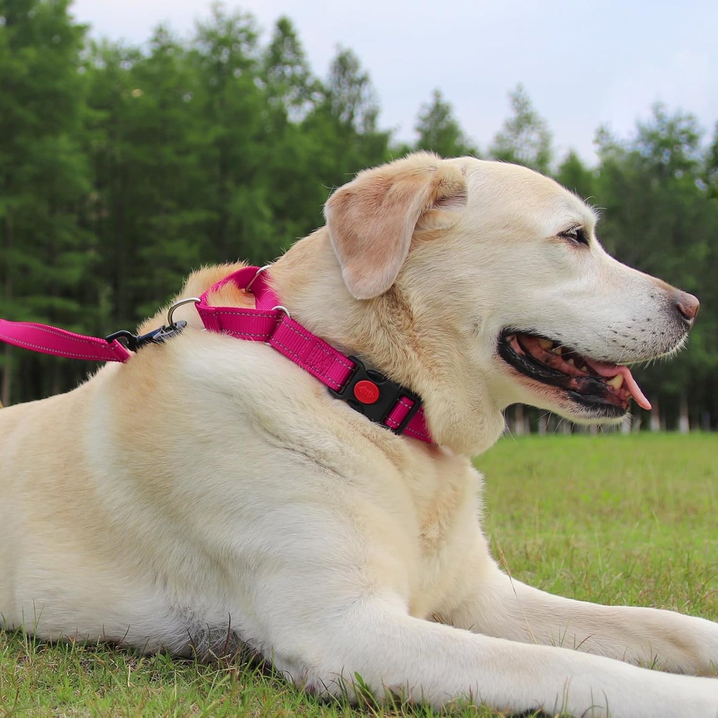 Martingale Dog Collar(16-20"), 6FT Double Handle Leash for Training, Hotpink -