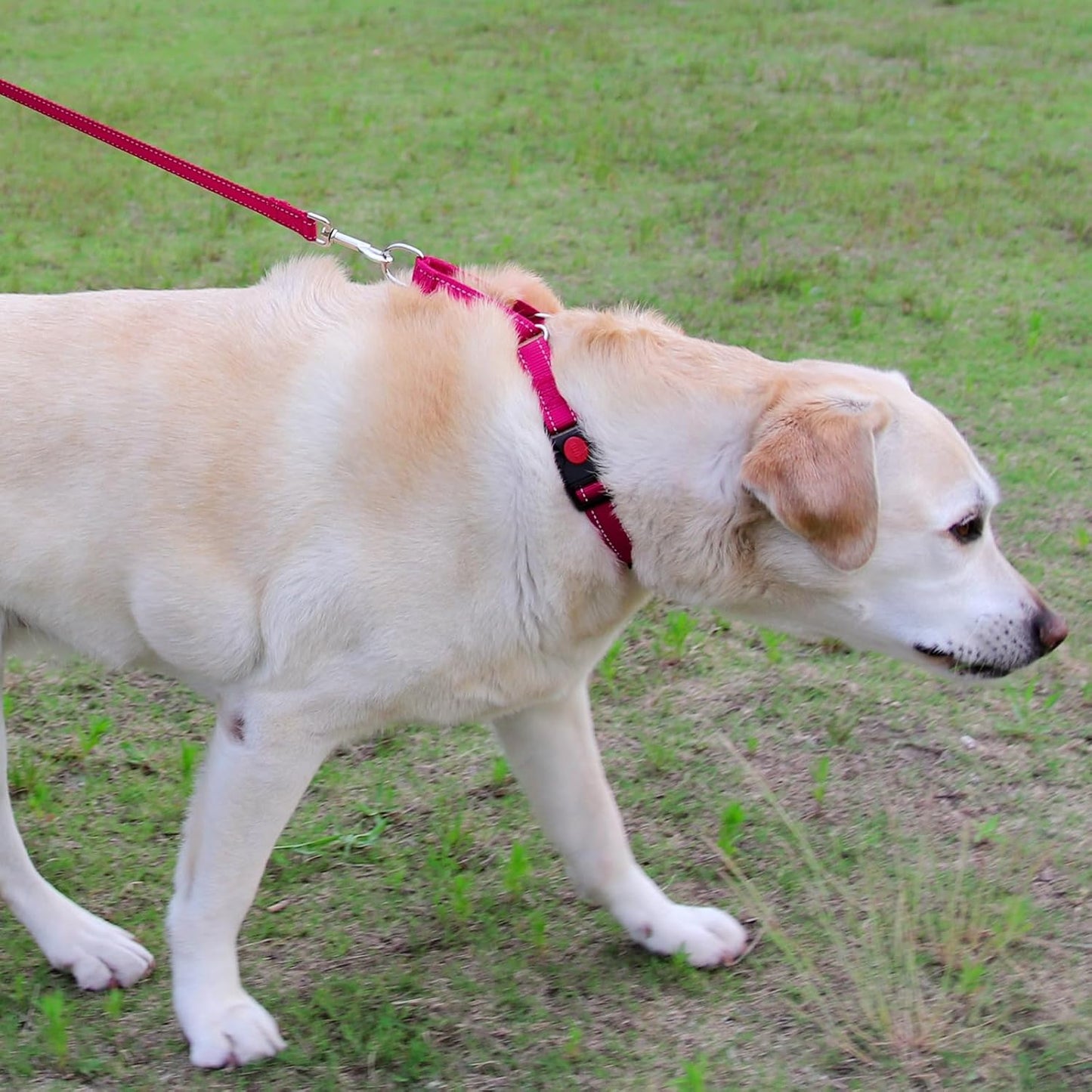 Martingale Dog Collar(16-20"), 6FT Double Handle Leash for Training, Hotpink -